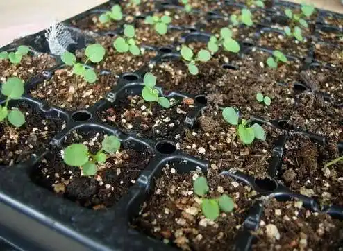 玫瑰刚发芽是这样的吗