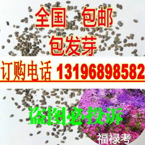 新采摘福禄考种子  进口宿根丛生香福禄考花 福禄克 芝樱种子包邮