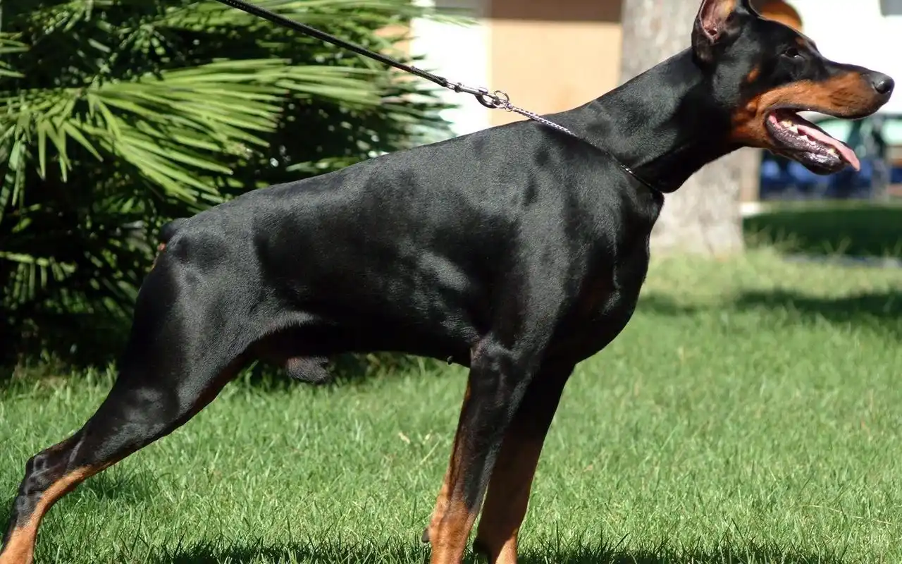德国猛犬杜宾狗狗高清图片合集宽屏电脑桌面壁纸下载