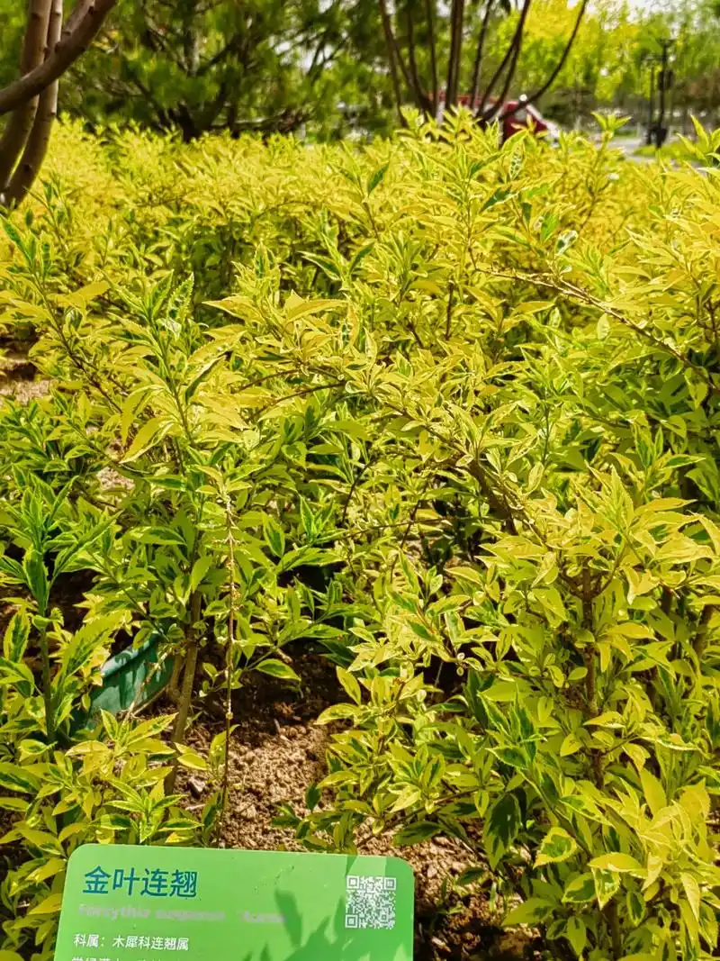 身边植物之花叶连翘:木犀科连翘属植物,为连翘的变种.与原变种 - 抖音
