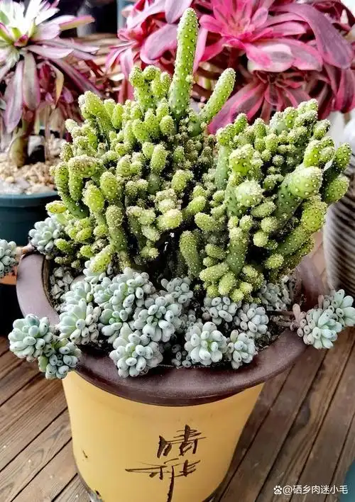 可以当盆景养在家里的多肉植物姬珊瑚您想拥有一盆吗