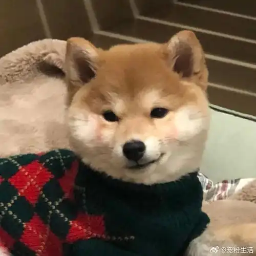 汪星人#圣诞限定|来看柴犬头像!