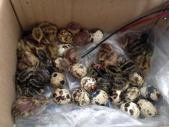 孵了一窝鹌鹑做宠物养了50天后下蛋了