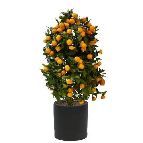 四季金橘桔子树室内客厅大型绿植花卉盆景阳台植物带果金桔盆栽