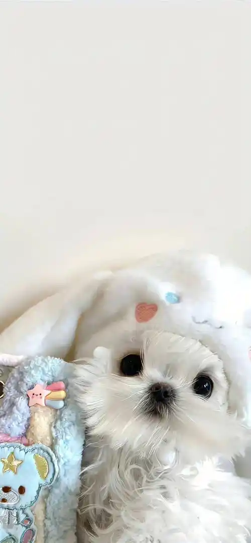 壁纸| 高级感ins风 锁屏壁纸_loveeee