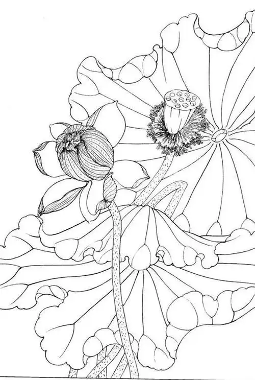 工笔画白描荷花底稿图片素材