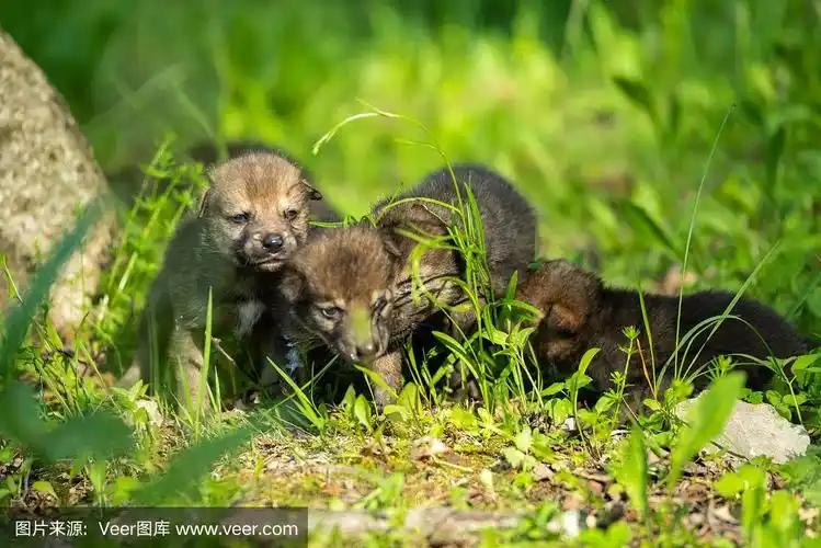 可爱的新生小狼崽