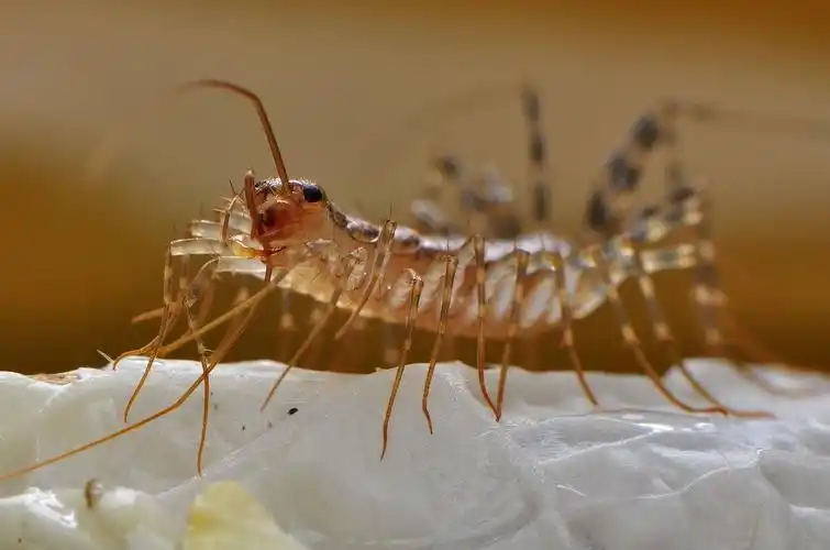 蚰蜒为什么不能踩死优质