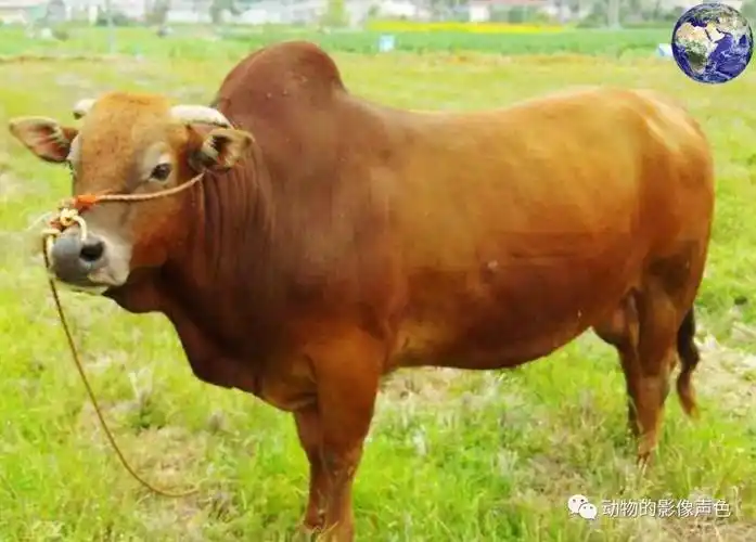 终于轮到我鲁西牛了,当年水浒好汉吃的都是我鲁西牛的肉