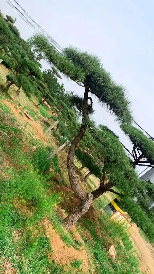 斜杆造型松,云片饱满,平顶冠幅尤为精致!