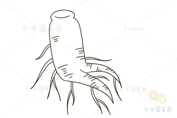 人参简笔画,植物画法教程,植物简笔画图片大全