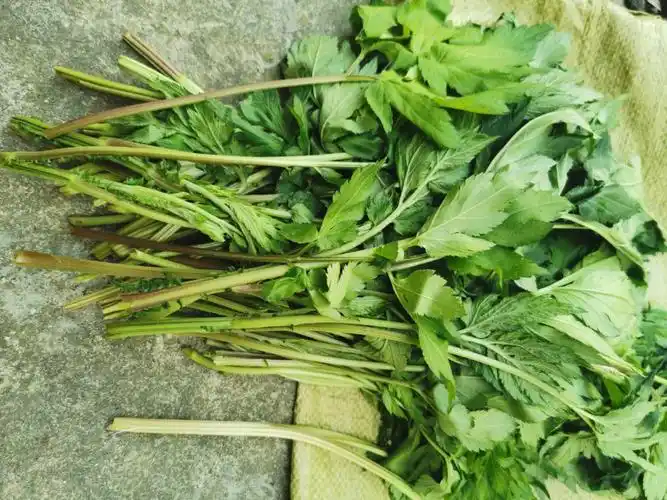 大家快点帮我看一下这是鸭脚板野菜吗