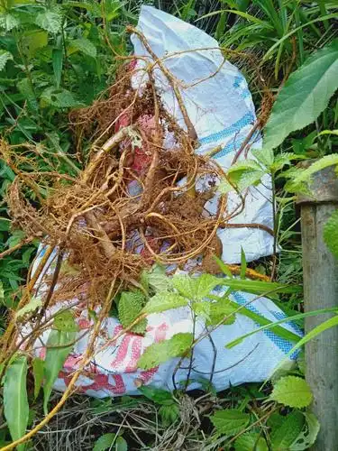 周末寻味——野生五指毛桃(根)