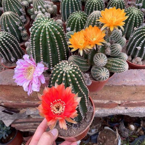 开大花黑金刚仙人球黄粉红色仙人掌多肉植物盆栽防辐射耐旱阳台花