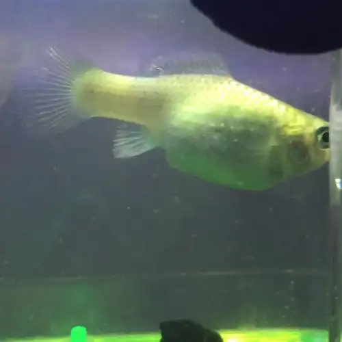 黑球玛丽鱼生宝宝前兆怎么样的