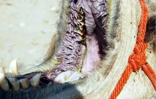 俄罗斯男子殴打骆驼被撕咬拖行身亡 别小瞧它:发起飙来狼都怕