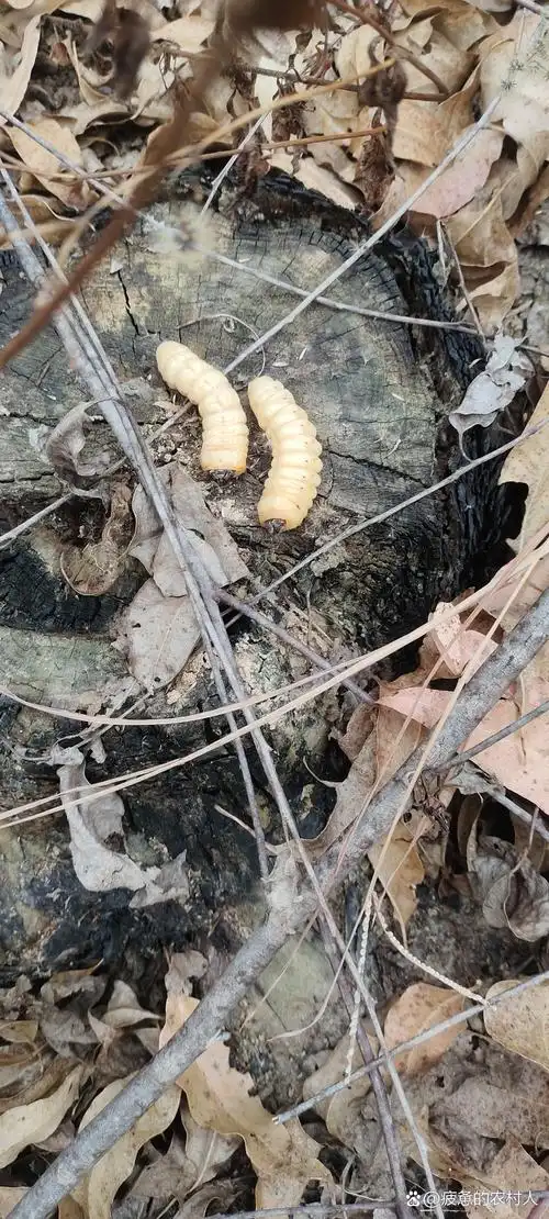 这蛹要化成啥样的小虫子呢?好奇ing～#为什么臭车越来越多了