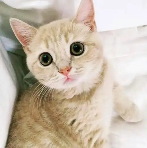 小小猫咪陌陌头像_爱猫的各种有趣模样