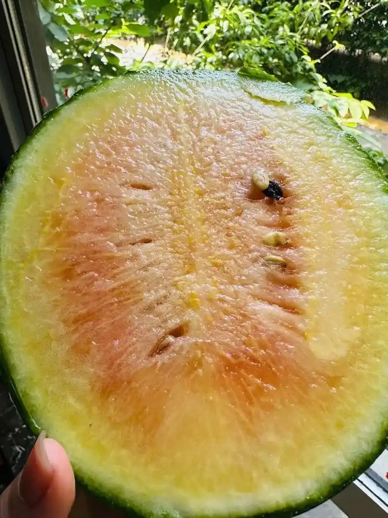 双色冰淇淋西瓜 稀有品种,又叫彩虹西瓜 皮非常薄,果肉入口即
