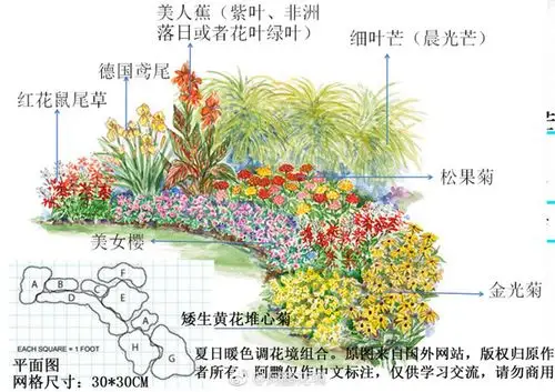 喜欢请转发支持谢谢阿鹏花境67676花境植物配置平面图花镜设计