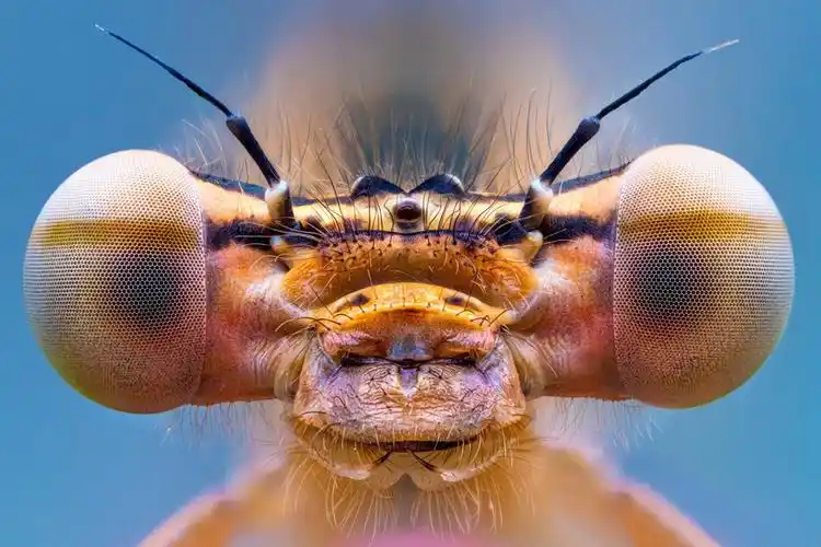 2020年度特写摄影比赛获奖作品欣赏 - chinadaily.com.cn