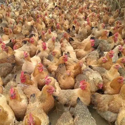 麻黄鸡 3-4斤 母