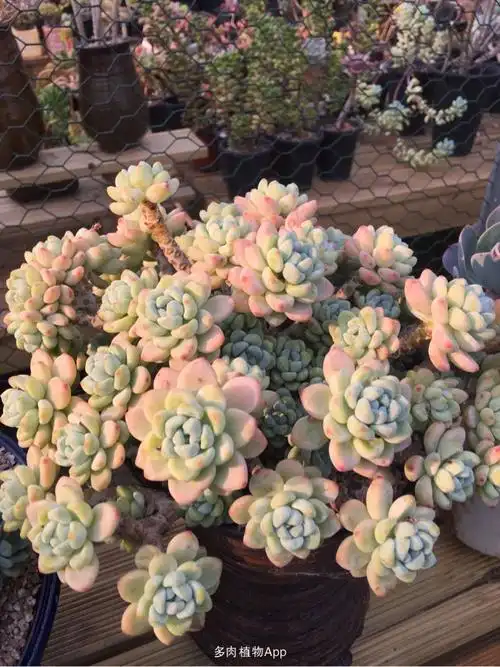 绿蔷薇 韩国多肉花房