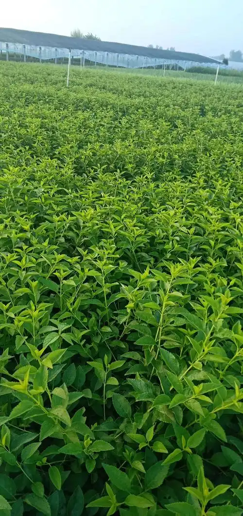 山东连翘批发青州连翘价格连翘种植基地