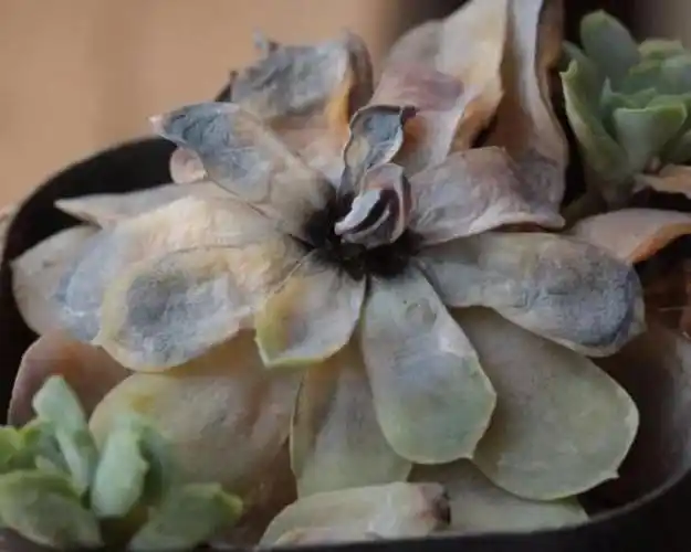 多肉黑腐了原来是这些原因造成的用这个方法还能抢救一下