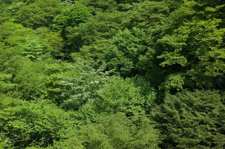 无人,横图,俯视,室外,白天,旅游,度假,美景,森林,山,山脉,树林,植物