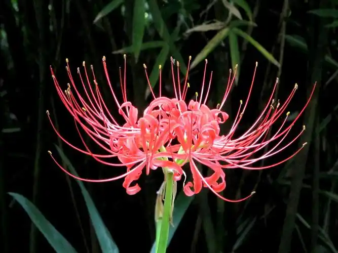 其它 花开彼岸 缘定三生 写美篇       红色的曼珠沙华盛开于地狱之途