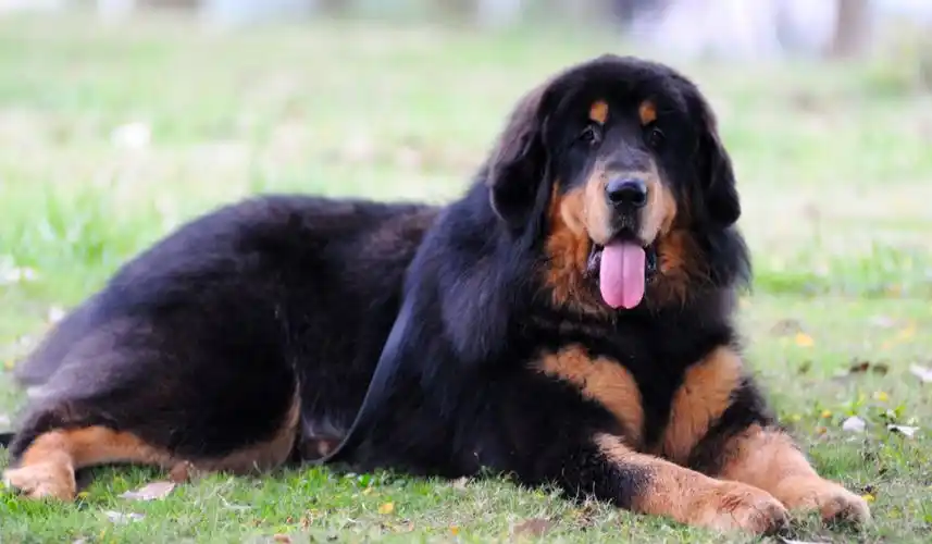 雪山之王是藏獒还是雪豹?纯种藏獒斗得过猛兽吗?