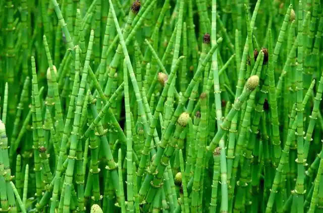 节节草是一味中药材,干节节草煮水喝,治疗慢性气管炎有很好的疗效