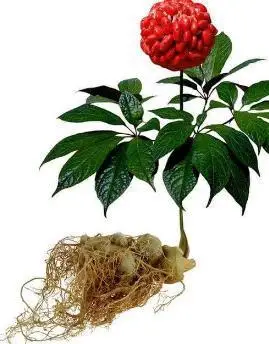 云南白药里的神奇止血草别光看它好用量不对效果完全相反