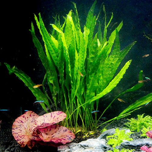 细叶铁皇冠水草鱼缸造景阴性草懒人无需底沙淡水新手水草鹿角铁草