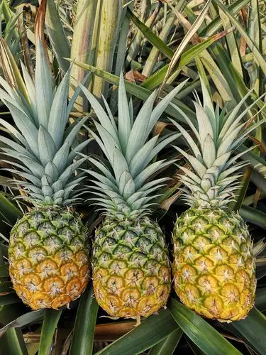 [菠萝批发]广东徐闻曲界菠萝,菠萝的海价格1.00元/斤 - 一亩田