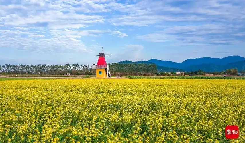 珠海美丽乡村花海绽放巨幅稻田画里送祝福