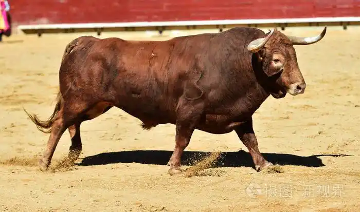 西班牙公牛在西班牙