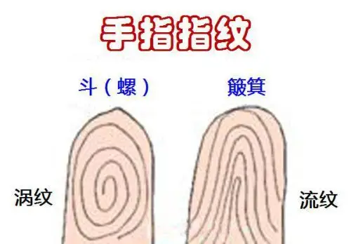 十个手指全是簸箕纹的人有何命运特征?