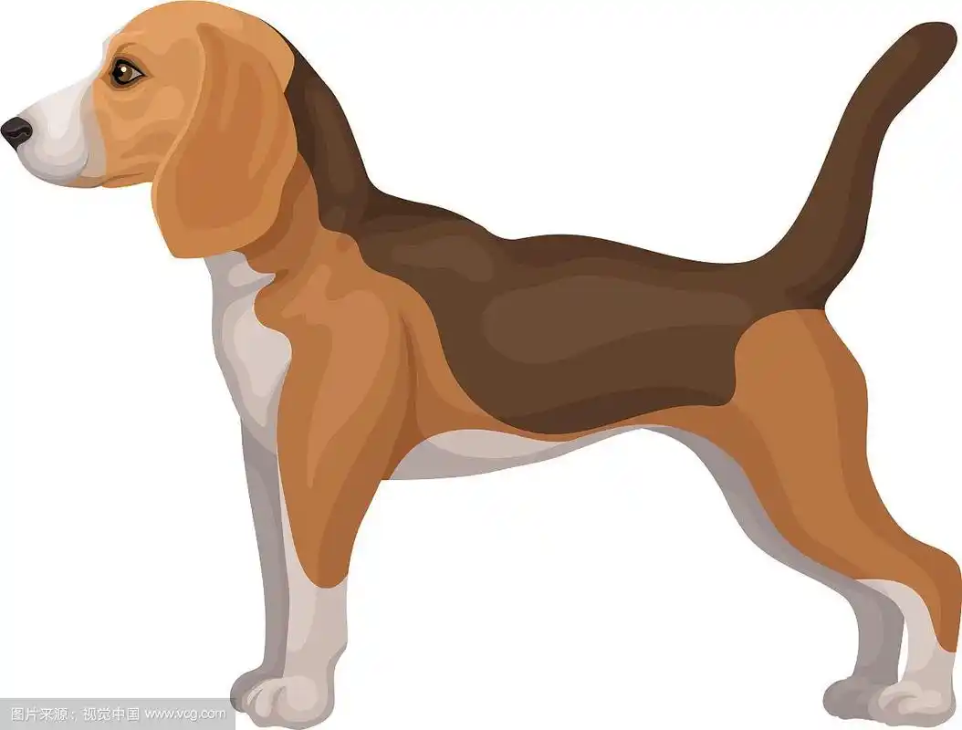 可爱的小猎犬狗站在机架侧视图