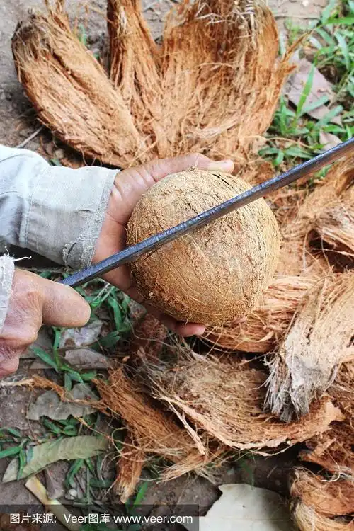 亚洲老手工切割椰子皮