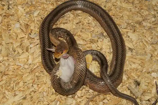 史上最大老鼠一只一吨