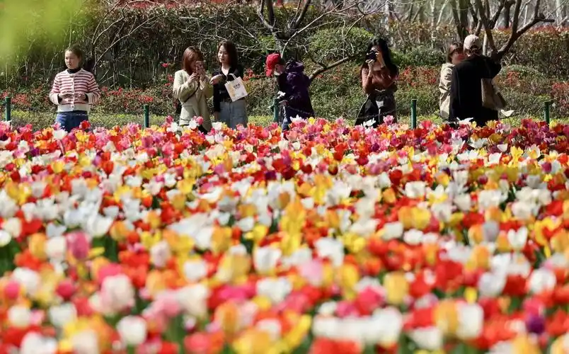 大宁公园50万株郁金香下周进入盛花期