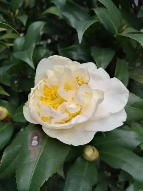 茶花朵朵,寄情片片.