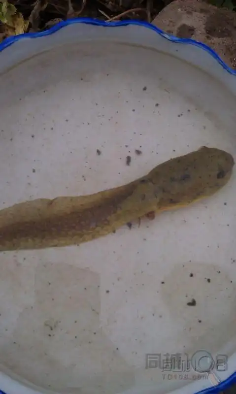 这鱼叫什么求答案.