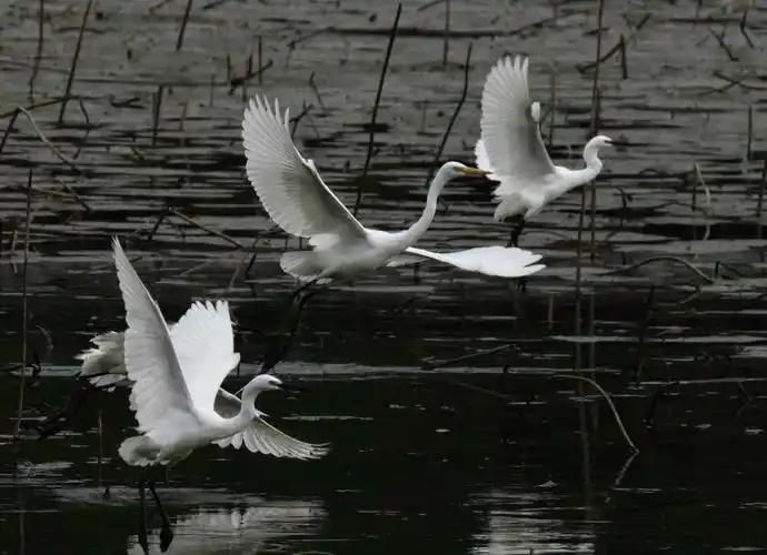 【山明水秀 白鹭飞翔】
