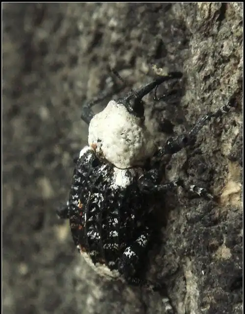 展开全部 臭椿沟眶象:主要蛀食危害臭椿和千头椿.