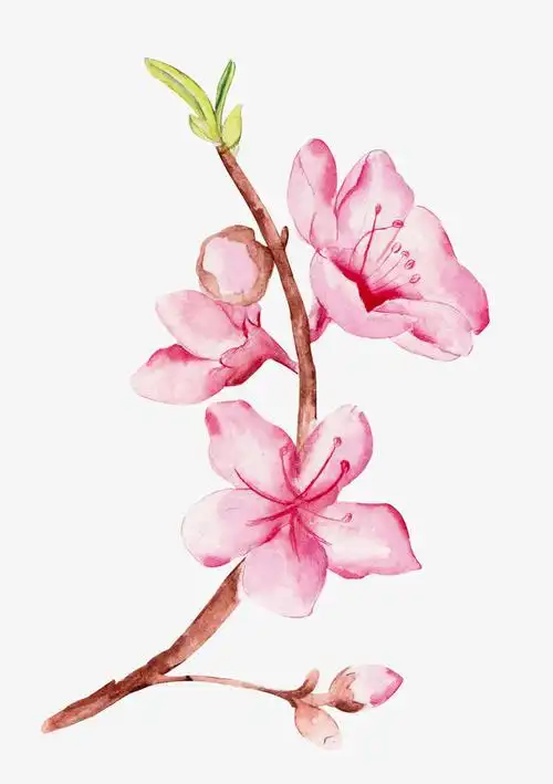 手绘桃花花朵花枝