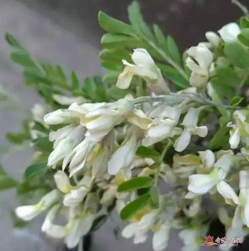 苦刺花——你值得拥有_手机搜狐网