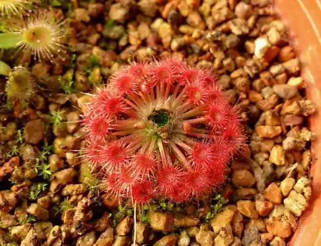 月亮湖茅膏菜是迷你茅膏菜的一种是非常精致迷人的小型食虫植物